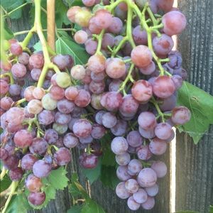 Meet your Posher, Cedric